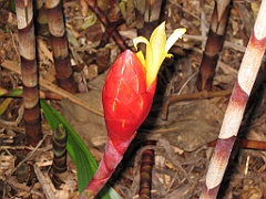 CairnsTC070 Centenary Lakes